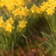 917055f Daffodils