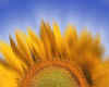 950806  Sunflower