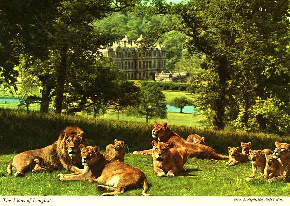 The Lions od Longleat