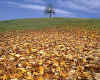 001072  Seasons: Fall