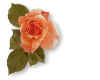 000021 Rose