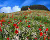 000306b Bavarian meadow
