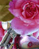 000354 Harley Rose