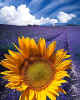 000369 Sunflower & Lavender