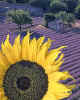 000467 Sunflower & lavender