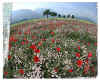 000497a Bavarian meadow