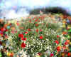 000613 Flower meadow