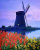 000628 Tulips & windmill