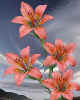 000667 Lillies