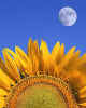 000740 Sunflower & moon