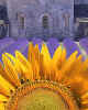 000741 Abbey de Senanque