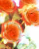 000770 Roses