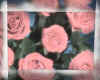 000780a Roses