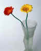 000784 Gerbera