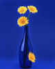 000786 Gerbera