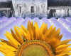 000801 Sunflower