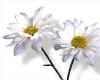 000853 Chrysanthemum