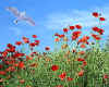 000855 Poppies & seagull