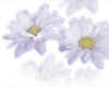 000919 Chrysanthemum