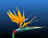 003126 USA/Hawaii: Bird of Paradise