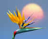 003127 USA/Hawaii: Bird of Paradise