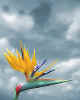 003128 USA/Hawaii: Bird of Paradise