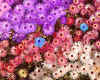 003139 Chrisanthemums
