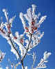 732220 Winter
