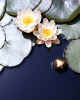 784079 Water Lillies