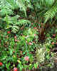 784460 Anthuriums