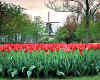 816651 Tulips
