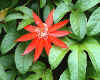 850631 Passionflower