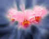 850636x Orchid