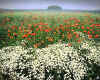 917157 Poppy field