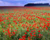 917158 Poppy field