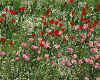 950597 Tulips
