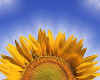 950806x Sunflower