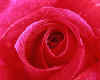 981213 Rose
