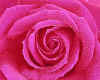 981232 Rose