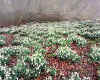981254 Snowdrops