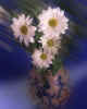 981261z Chrysantheum