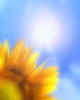 M11585 Sunflower