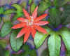 000619  Passion Flower