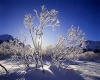 950478  CH/Graub�nden:  Winter in the Upper Engadin